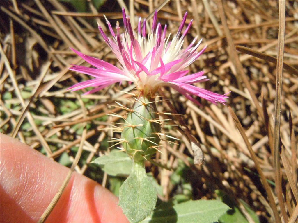 Centaurea sphaerocephala